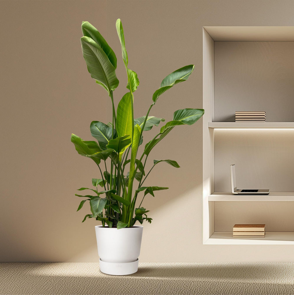 Strelitzia nicolai Deluxe XXL (White Bird of Paradise) – Ø40 cm, 250 cm high – photo 5