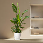 Strelitzia nicolai Deluxe XXL (White Bird of Paradise) – Ø40 cm, 250 cm high