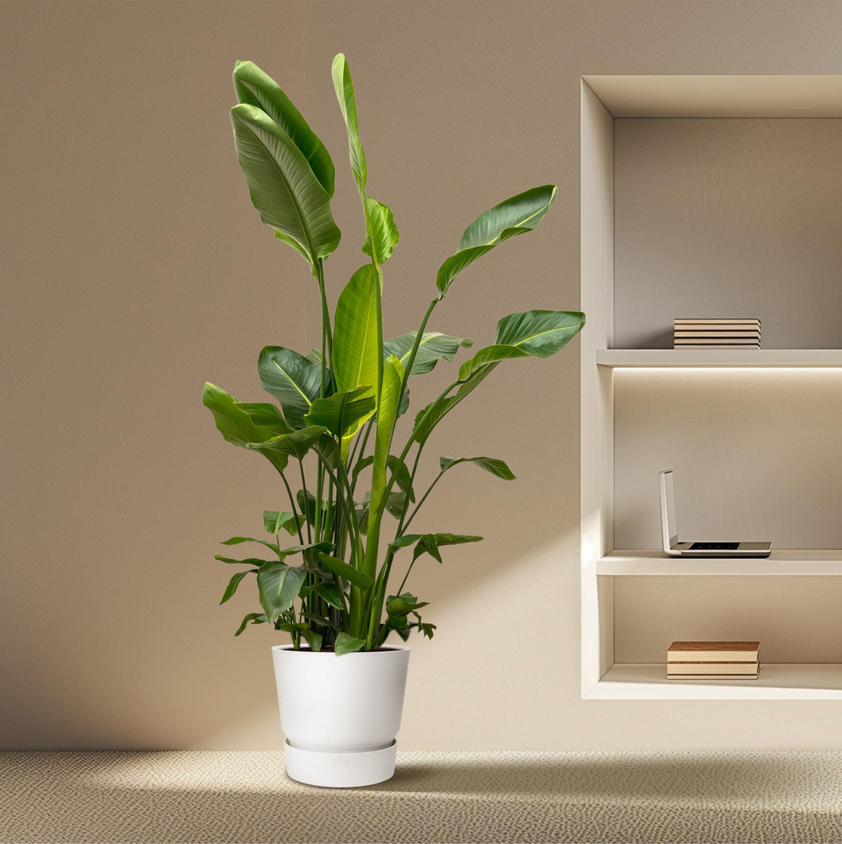Strelitzia nicolai Deluxe XXL (White Bird of Paradise) – Ø40 cm, 250 cm high – photo 5