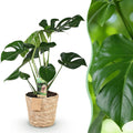 Monstera deliciosa (Fensterblatt) mit Korb – Ø 17 cm, 50–55 cm hoch