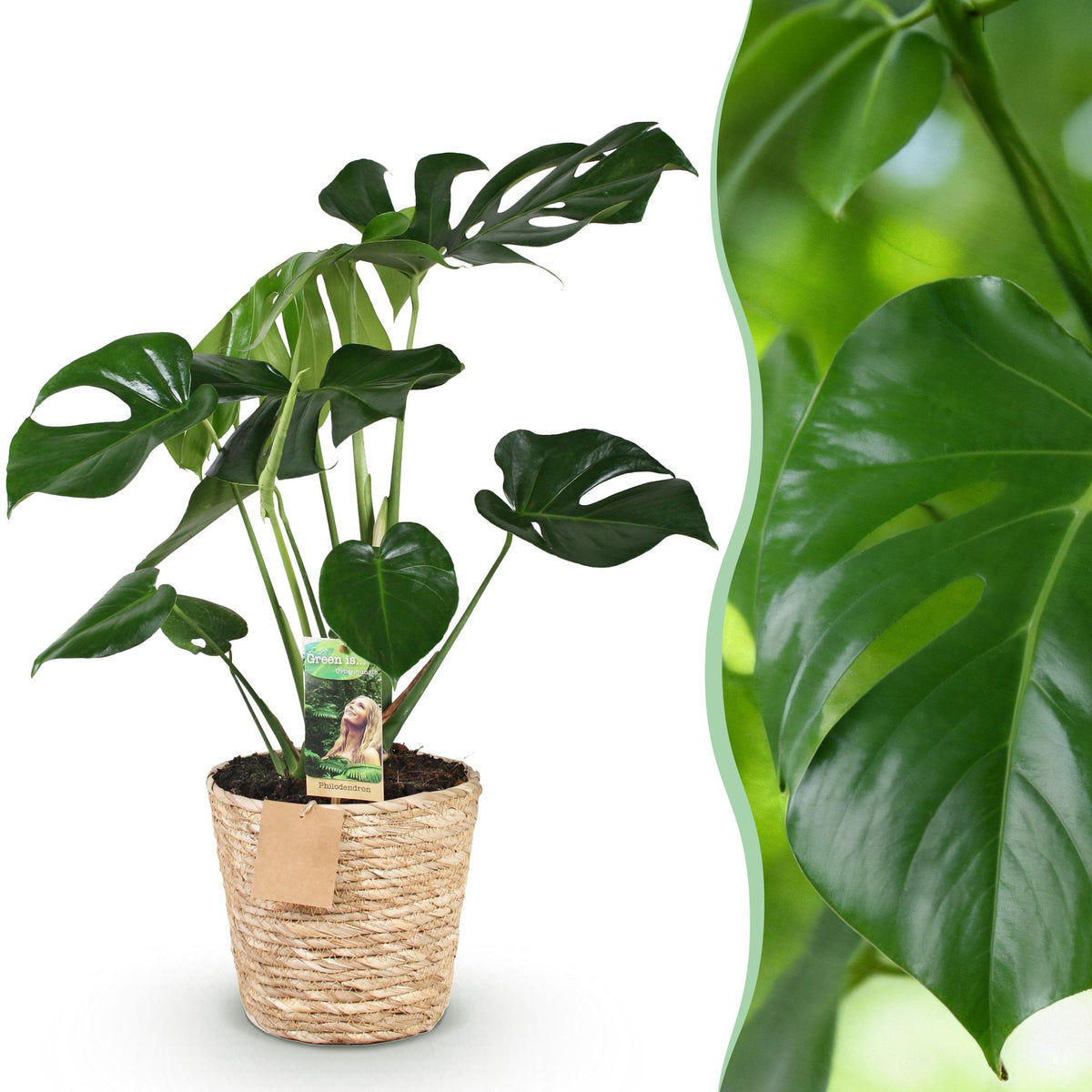 Monstera deliciosa (Fensterblatt) mit Korb – Ø 17 cm, 50–55 cm hoch