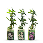 Passiflora 'Tricolour' (passiflore tricolore) – blanc-violet-rose – 6 plantes, Ø9 cm, 35 cm de haut