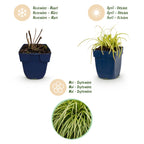 Carex oshimensis 'Evergold' (laîchaume du Japon) – 24 plants, Ø11 cm, 15–25 cm de haut