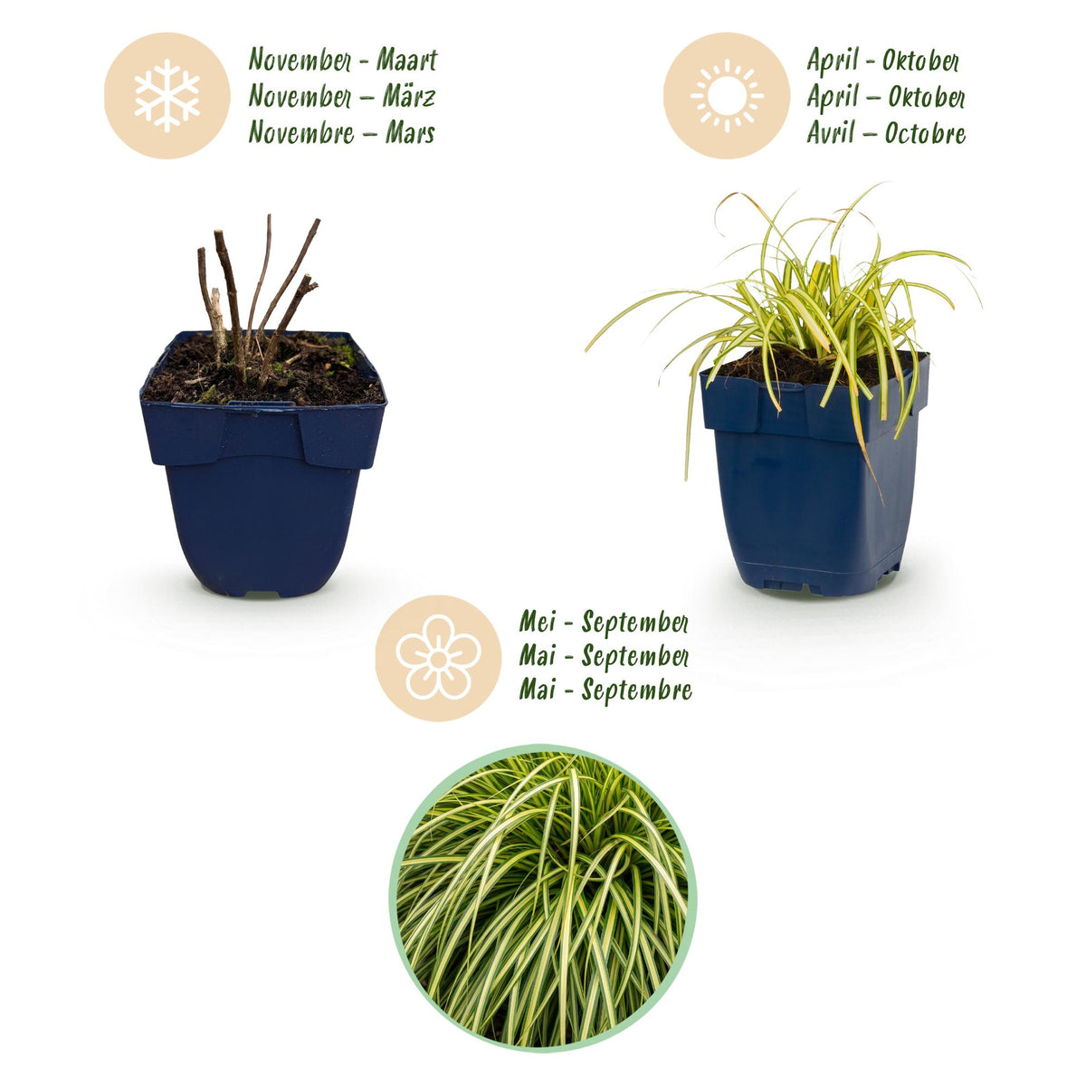 Carex oshimensis 'Evergold' (Japanse zegge) – 24 planten, Ø11 cm, 15–25 cm hoog