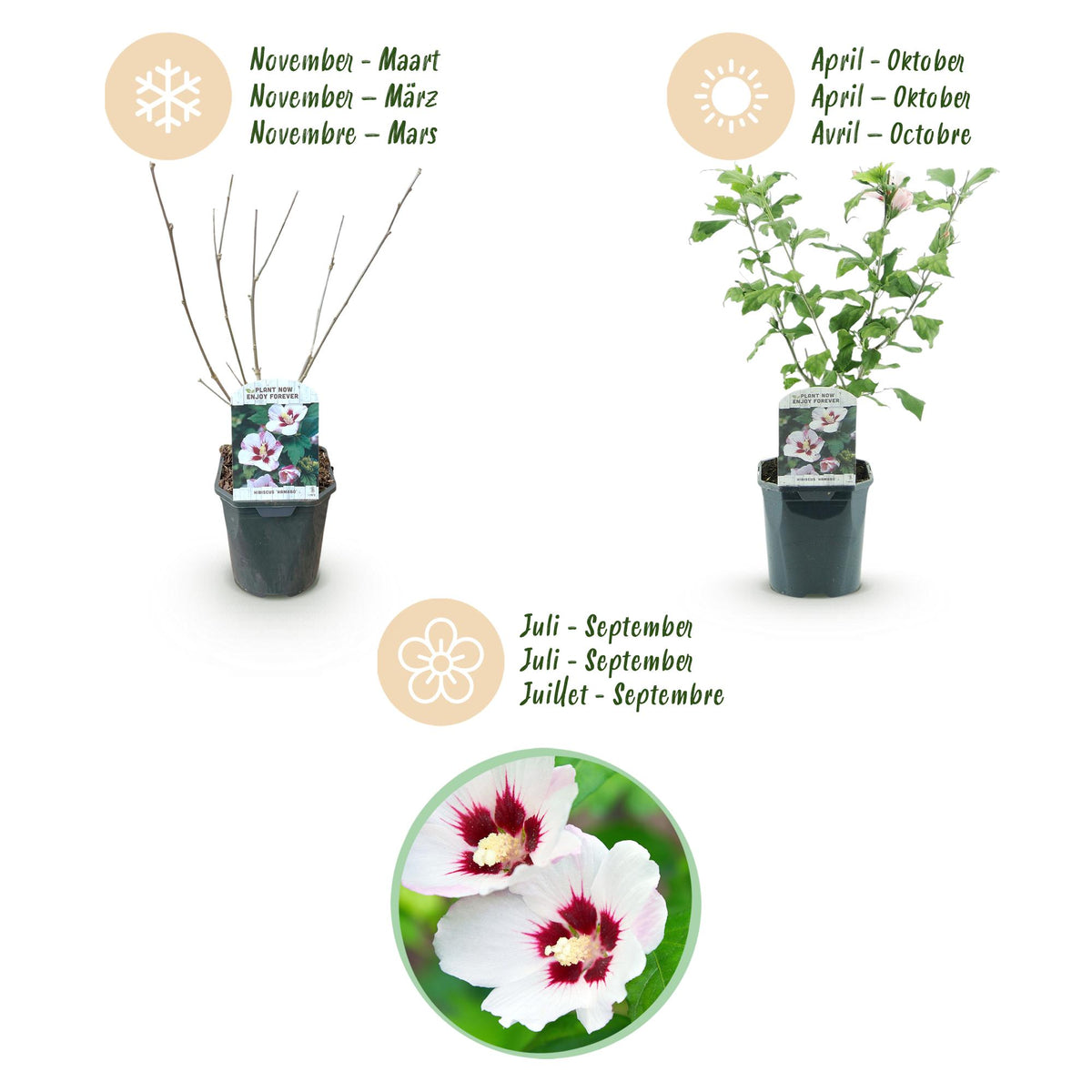 Hibiscus syriacus 'Hamabo' (tuinhibiscus) – lichtroze – Ø17 cm, 45 cm hoog