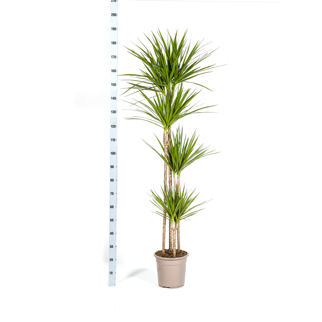 Dracaena marginata Green (drakenboom) – Ø27 cm, 170–190 cm hoog