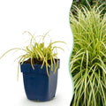 Carex oshimensis 'Evergold' (laîche du Japon) – Ø11 cm, 15–25 cm de haut