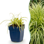 Carex oshimensis 'Evergold' (laîche du Japon) – Ø11 cm, 15–25 cm de haut