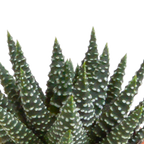 15× Cactus en vetplanten mix (Cactaceae) in witte pot – Ø7 cm, 13 cm hoog