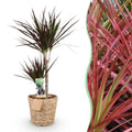 Dracaena Magenta (arbre dragonnier) avec panier – Ø21 cm, 90–100 cm de haut