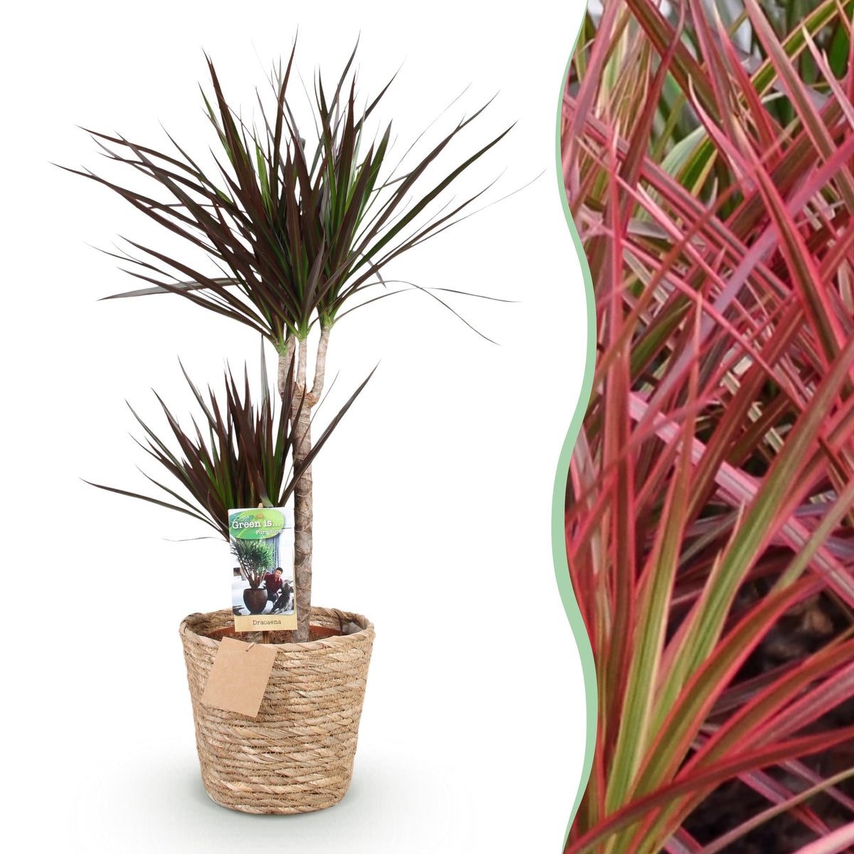 Dracaena Magenta (drakenboom) met mand – Ø21 cm, 90–100 cm hoog