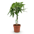 Pachira aquatica mit geflochtenem Stamm (Geldbaum) – Ø 21 cm, 80–90 cm hoch