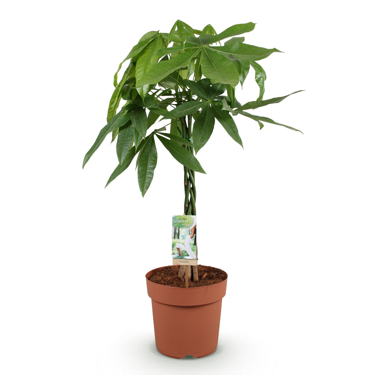 Pachira aquatica mit geflochtenem Stamm (Geldbaum) – Ø 21 cm, 80–90 cm hoch