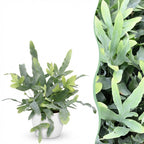 Phlebodium aureum Blue Star (blue star fern) in white decorative pot – Ø12 cm, 25 cm high