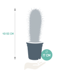 Pachycereus pringlei (Cactaceae) uden urtepotte – Ø17 cm, 17 cm høj