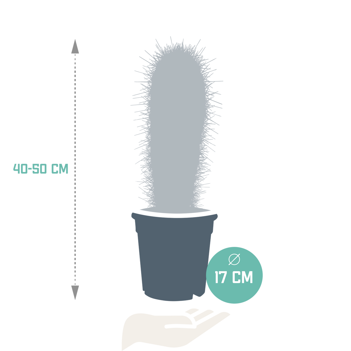 Pachycereus pringlei (Cactaceae) uden urtepotte – Ø17 cm, 17 cm høj