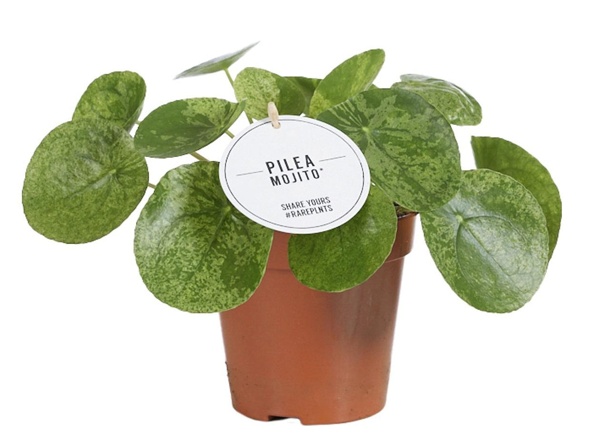 Pilea Mojito – Ø13 cm, 20 cm hoog