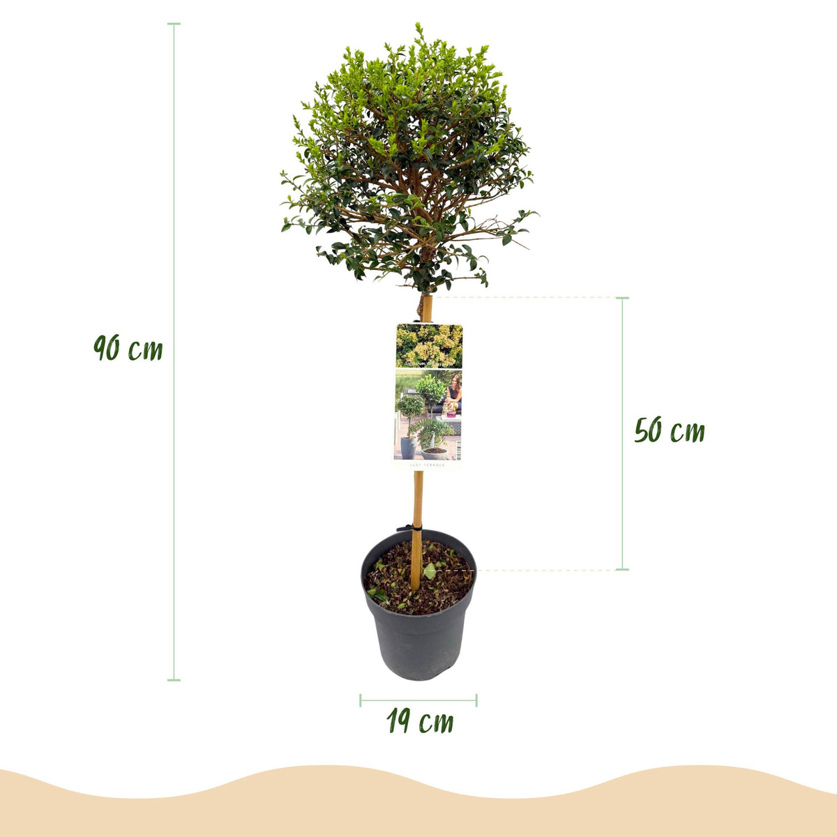 Ligustrum delavayanum (Liguster) auf Stamm – Ø 19 cm, 90 cm hoch – Bild 3