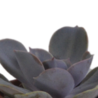 Vetplanten in terracotta pot – Ø6 cm, 13 cm hoog