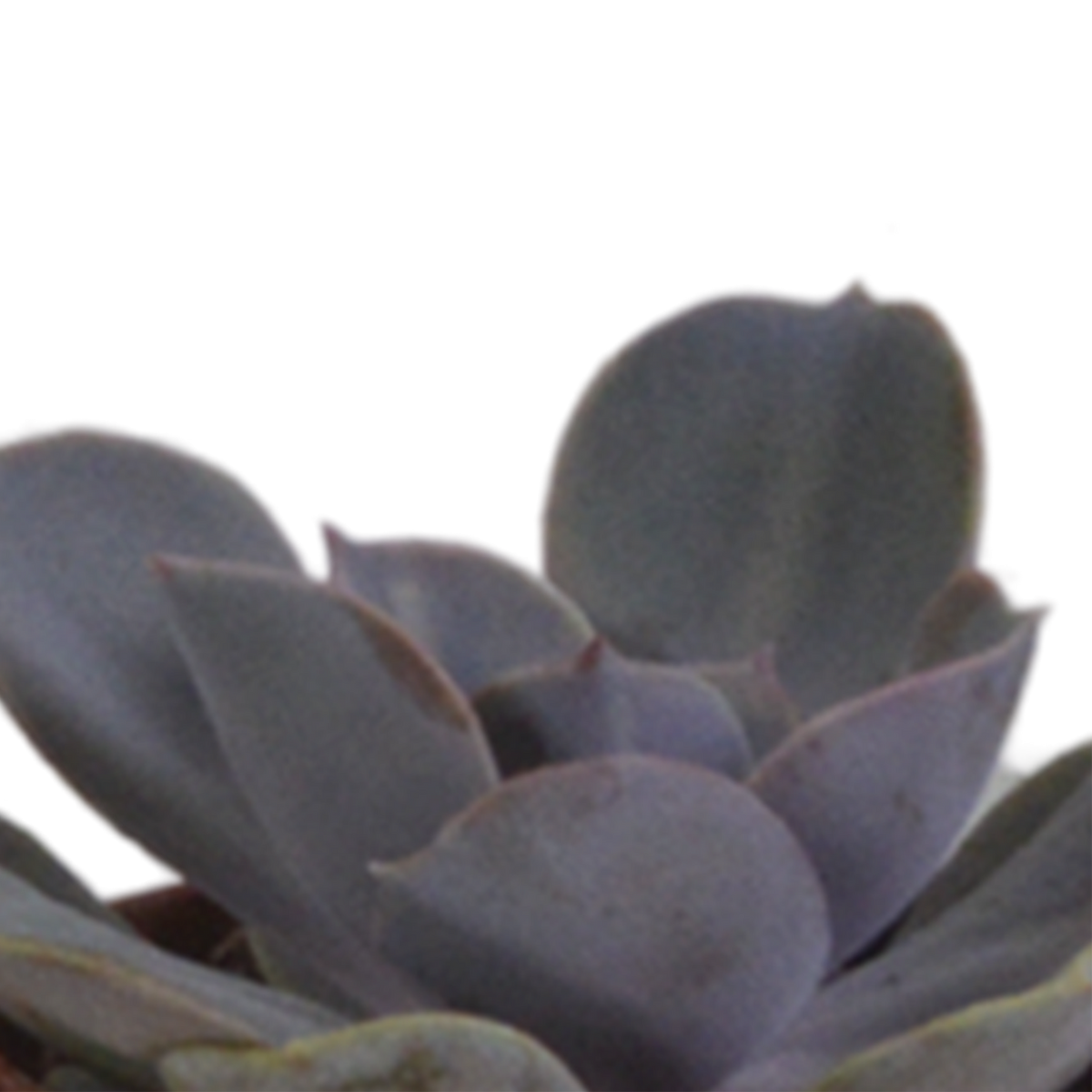 Vetplanten in terracotta pot – Ø6 cm, 13 cm hoog