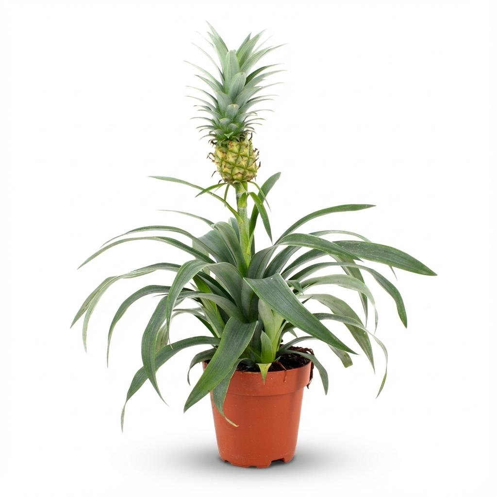 Ananasplant Mi Amigo – Ø12 cm, 35–40 cm hoog