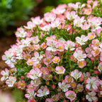 Rosa 'Cutie Pie' (rosier) – rose – 3 plants, Ø12 cm, 20–25 cm de haut