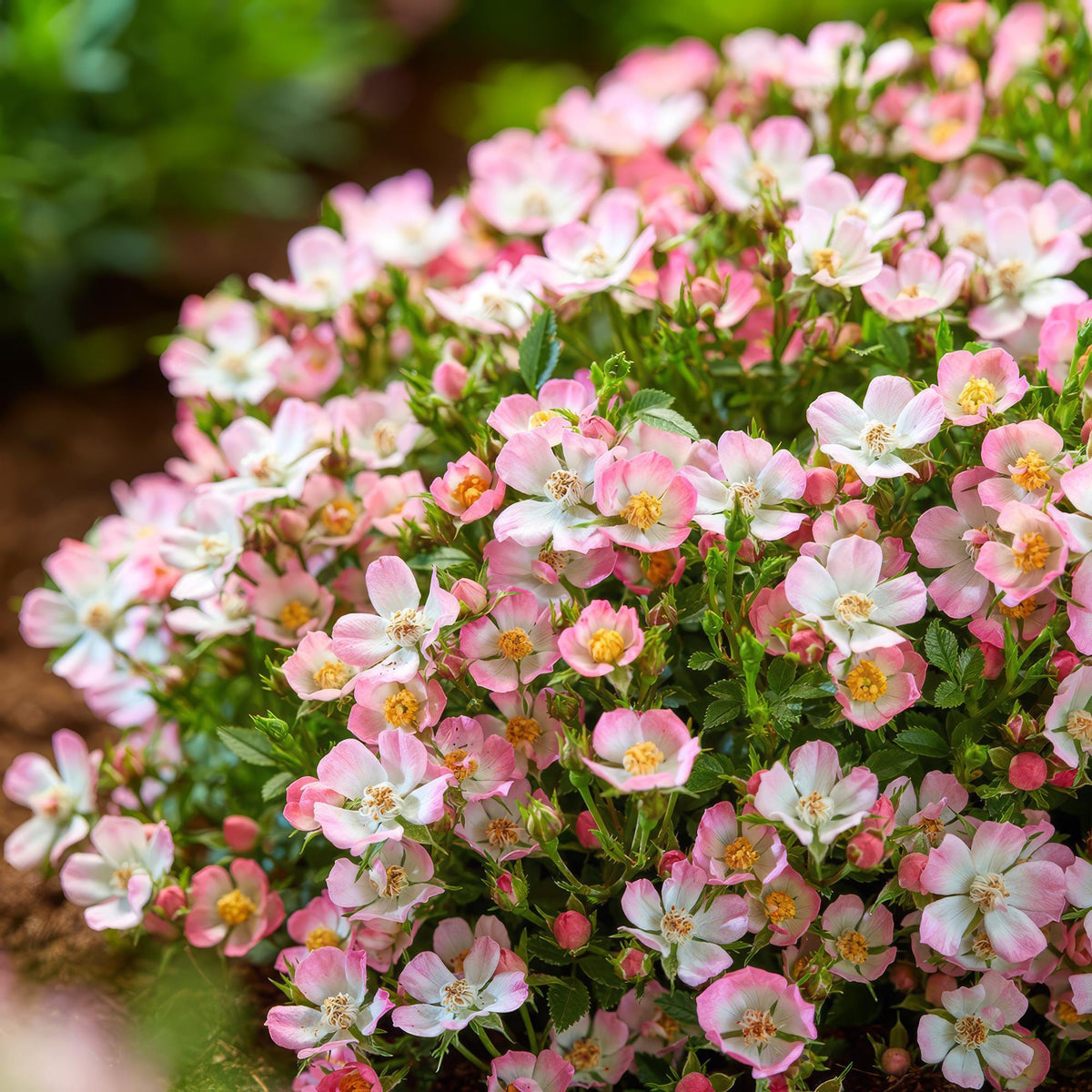 Rosa 'Cutie Pie' (rosier) – rose – 3 plants, Ø12 cm, 20–25 cm de haut – photo 5