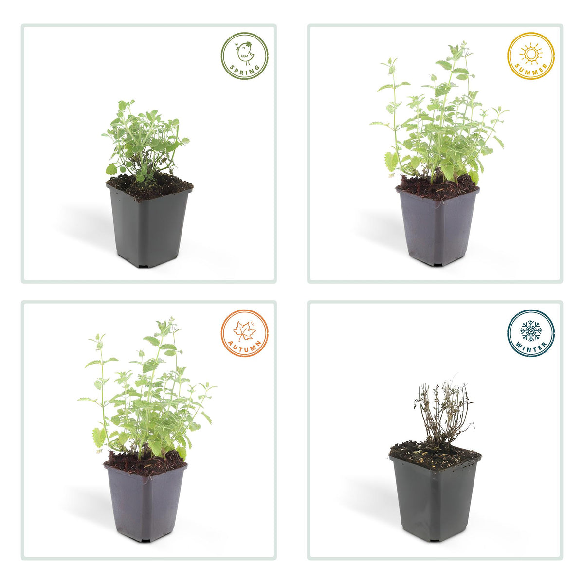 Nepeta 'Six Hills Giant' (catmint) – 6 plants, Ø9 cm, 10–25 cm high – photo 3