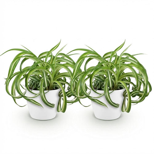 2× Chlorophytum comosum Bonnie (plante-araignée) en pot décoratif blanc – Ø12 cm, 20 cm de haut
