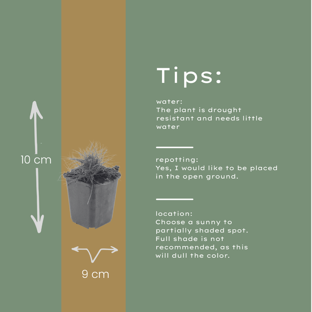Festuca gautieri (fétuque bleue) – 6 plants, Ø9 cm, 10–25 cm de haut – photo 6