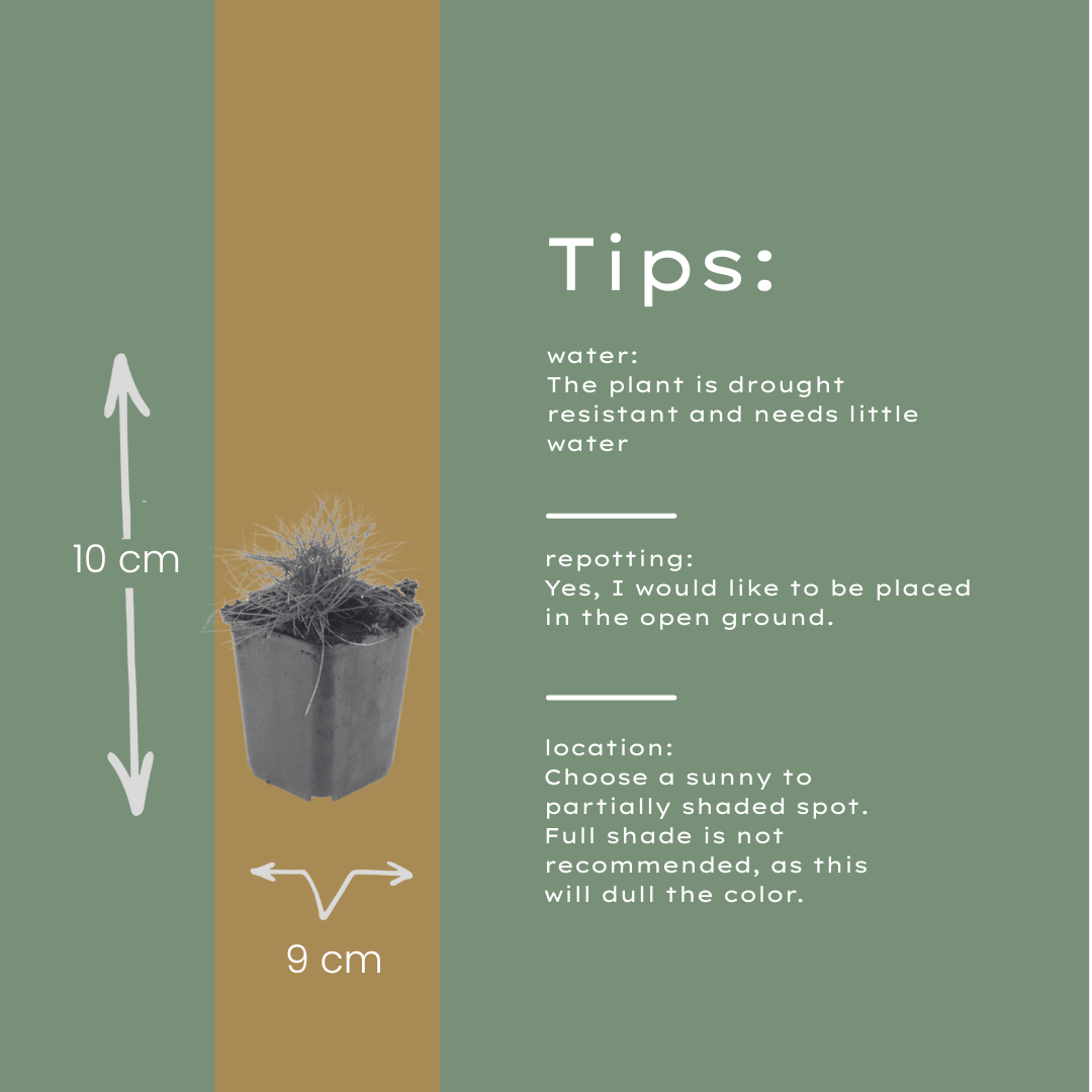 Festuca gautieri (fétuque bleue) – 6 plants, Ø9 cm, 10–25 cm de haut – photo 6
