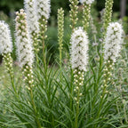Liatris spicata alba (liatris) – blanc – 12 plantes, Ø11 cm, 15–25 cm de haut