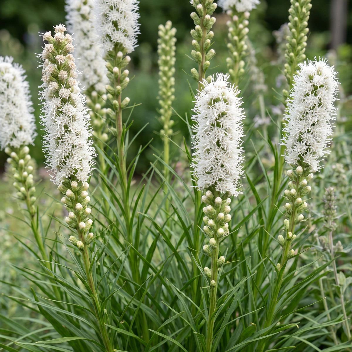 Liatris spicata alba (liatris) – blanc – 12 plantes, Ø11 cm, 15–25 cm de haut – photo 5