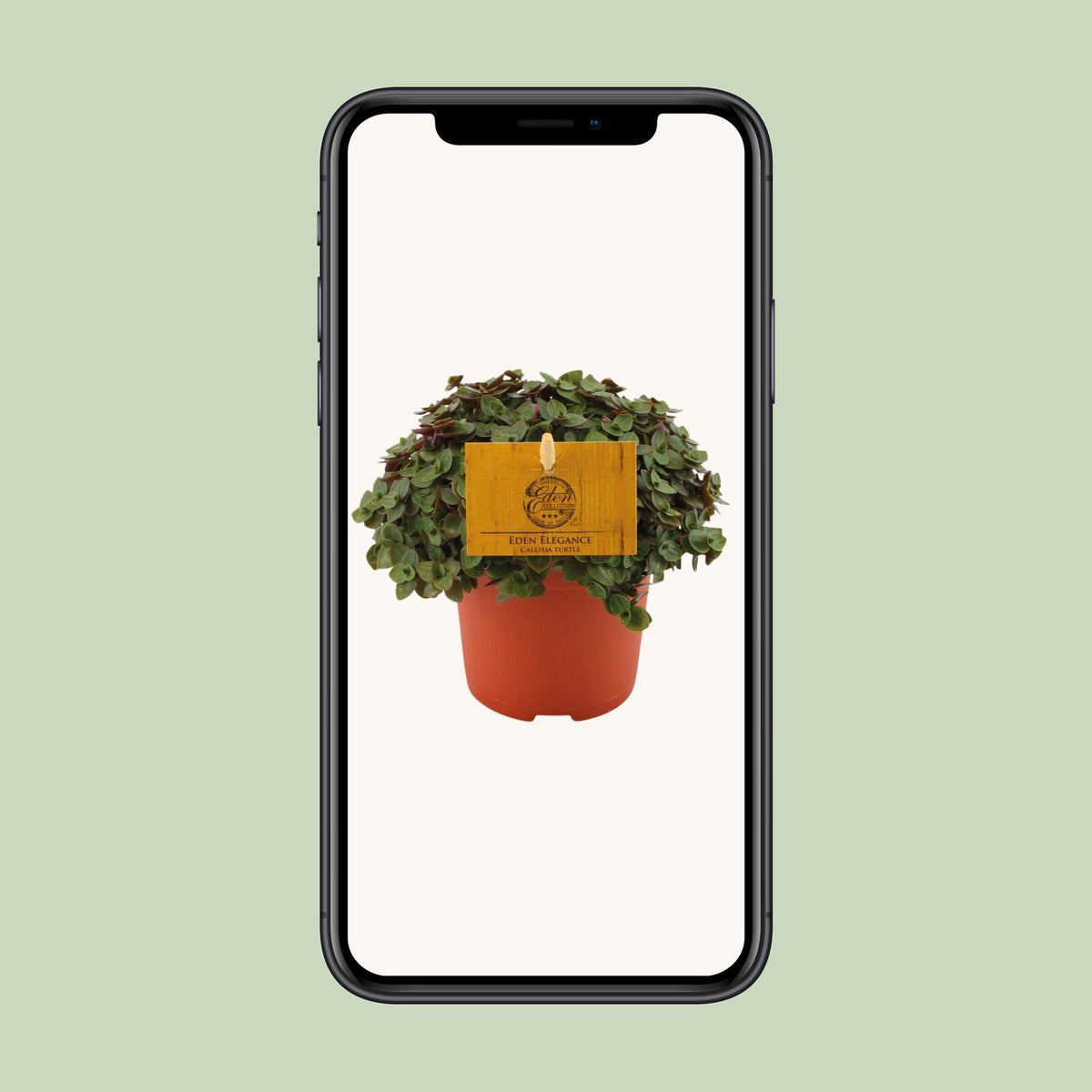 Callisia Turtle – Ø10 cm, 15 cm hög