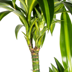 Dracaena Deremensis Hawaiian Sunshine (drakenboom) met mand – Ø24 cm, 130–150 cm hoog