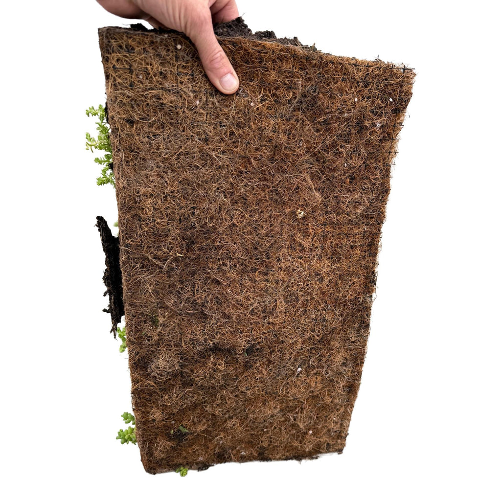 Sedum-måtte (stenurt) – 20 cm høj – billede 5