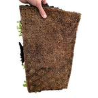 Sedum-måtte (stenurt) – 20 cm høj