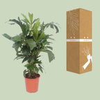 Caryota Mitis (fiskstjärtspalm) – Ø24 cm, 110 cm hög