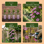 Clematis 'Hagley Hybrid' (grimpette) – rose – 6 plantes, Ø9 cm, 35 cm de haut
