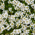 Thymus praecox 'Albiflorus' (Thymian) – 48 Pflanzen, Ø9 cm, 10–25 cm hoch