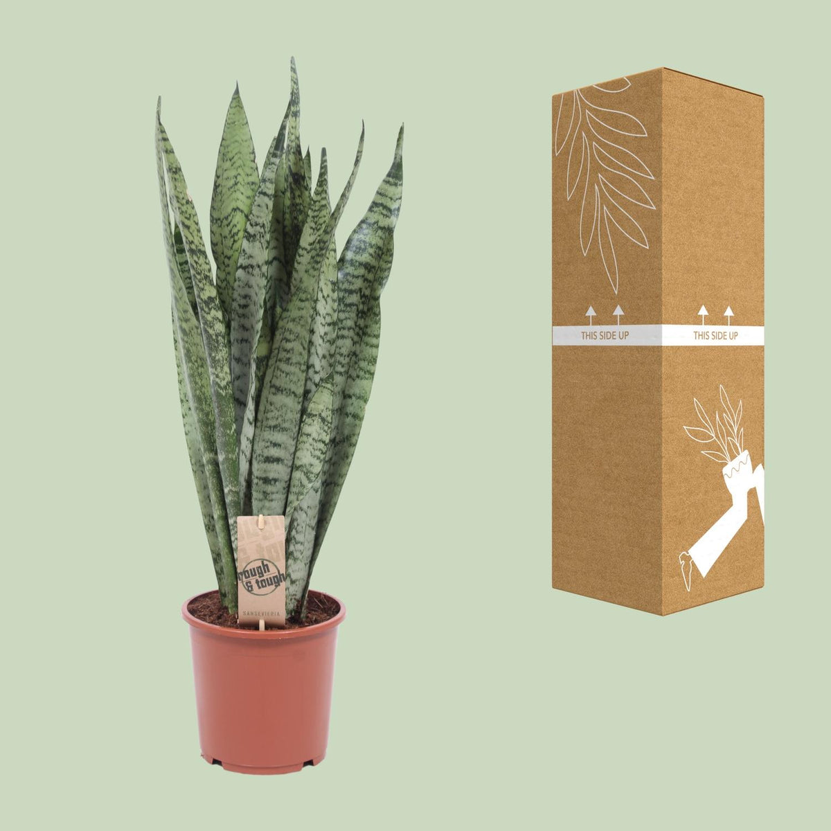 Sansevieria Zeylanica (Bogenhanf) – Ø17 cm, 60 cm hoch