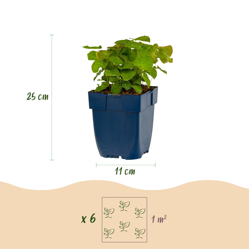 Epimedium perralch. 'Frohnleiten' (polystichum) – jaune – Ø11 cm, 15–25 cm de haut – photo 3