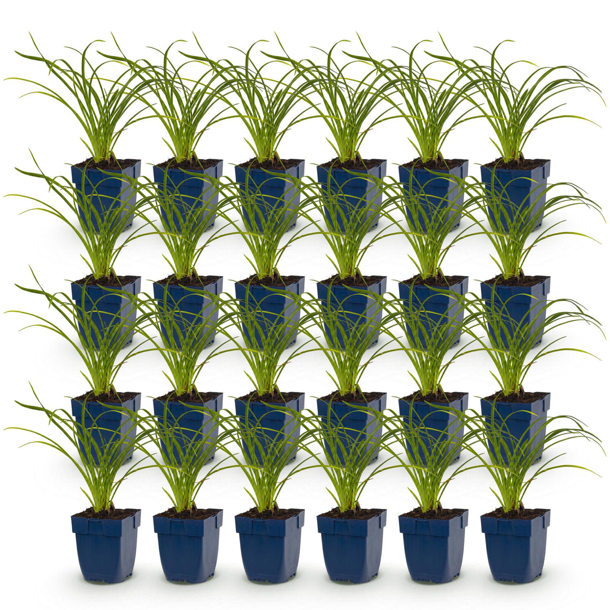 Hemerocallis 'Stella D’Oro' (daglelie) – geel – 24 planten, Ø11 cm, 15–25 cm hoog