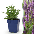 Salvia nemorosa 'Sense Deep Pink' (stäppsalvia) – rosa – 24 plantor, Ø11 cm, 15–25 cm hög