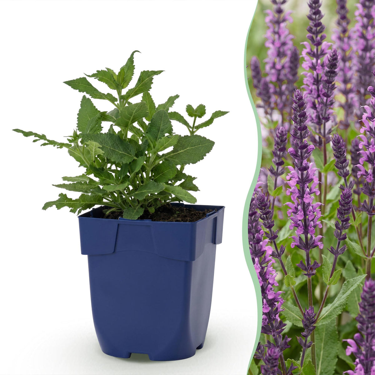 Salvia nemorosa 'Sense Deep Pink' (stäppsalvia) – rosa – 24 plantor, Ø11 cm, 15–25 cm hög