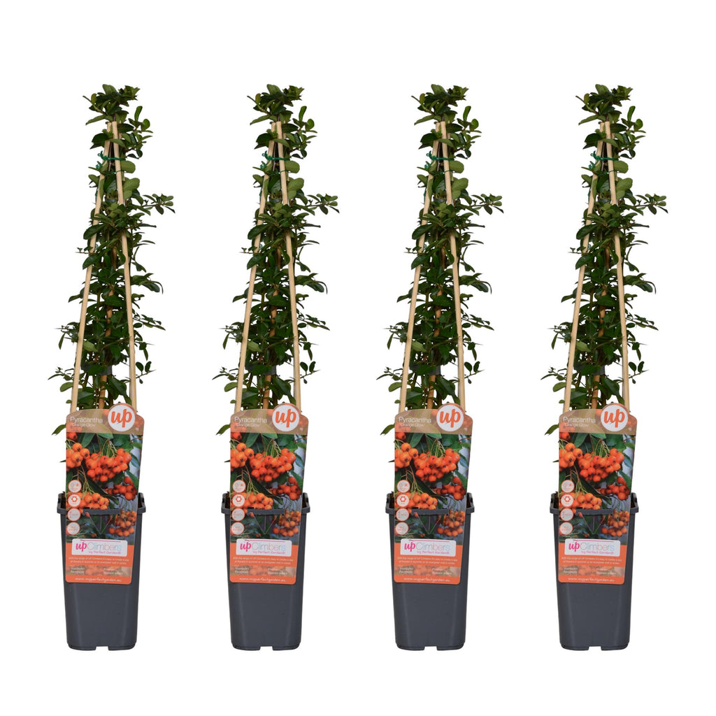 Pyracantha 'Orange Glow' (firethorn) – 4 plants, Ø15 cm, 65 cm high