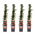 Pyracantha 'Orange Glow' (firethorn) – 4 plants, Ø15 cm, 65 cm high