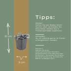 Tiarella cordifolia (tiarella à feuilles cordées) – 6 plantes, Ø9 cm, 10–25 cm de haut