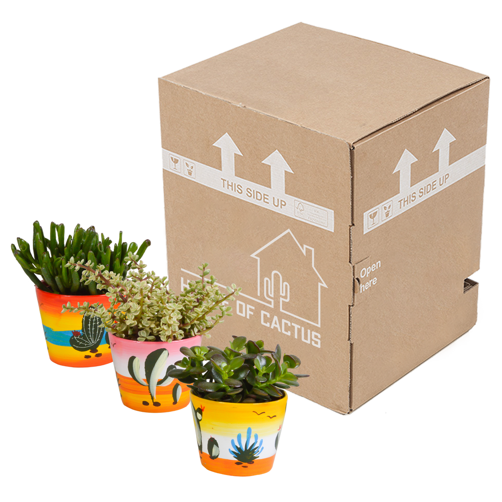 Crassula mix (jadeplant) – Ø11 cm, 21 cm hoog