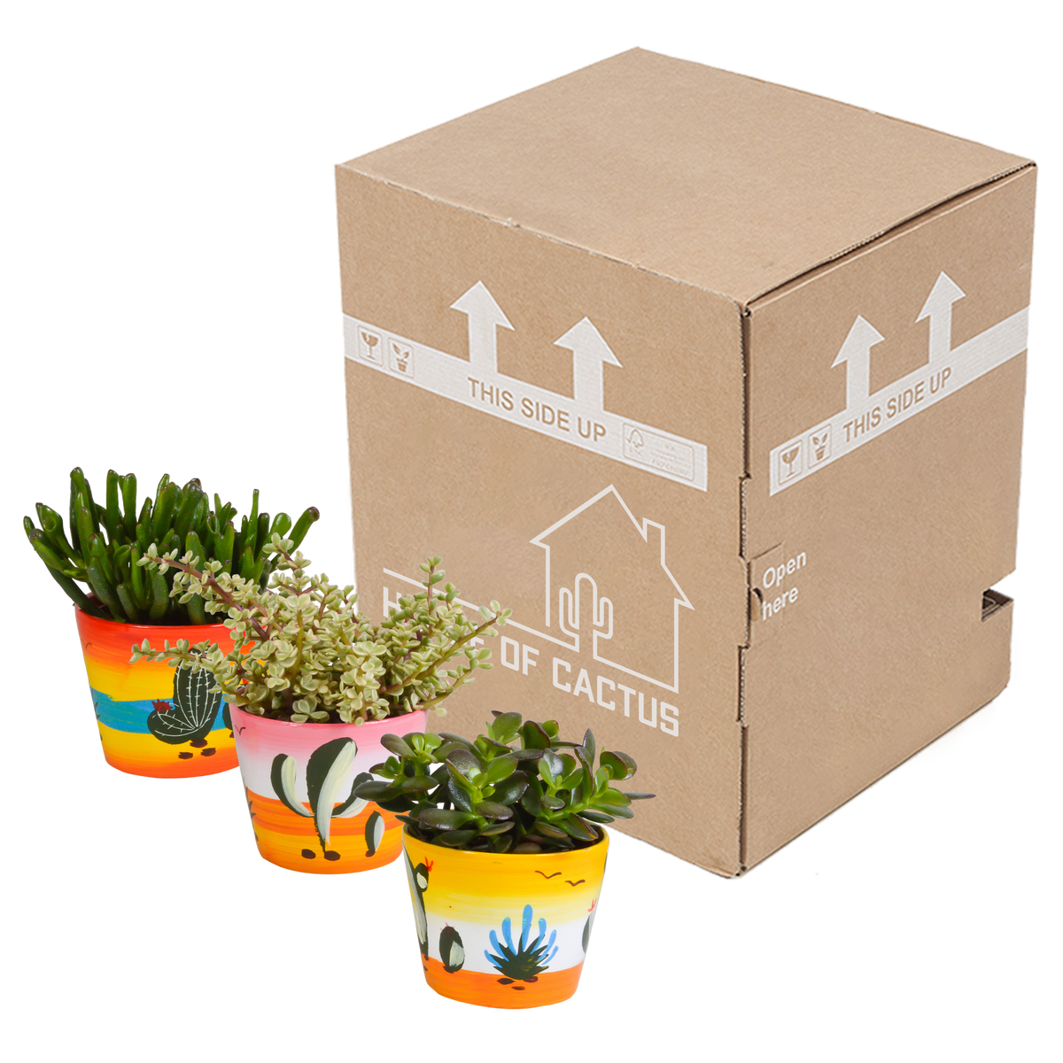 Crassula mix (jadeplant) – Ø11 cm, 21 cm hoog